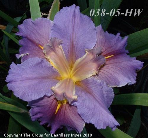 038-05-HW(A)  006